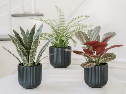 Artificial Faux Plant Trio